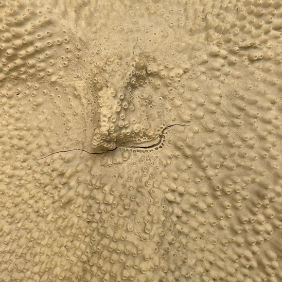 NWT (flaws!) Pottery Barn faux coral wall hanging - Picture 2 of 5